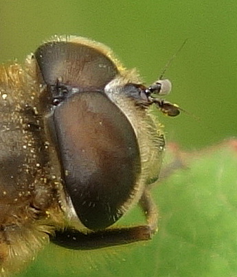 Syrphe mimant une abeille Dsc07213