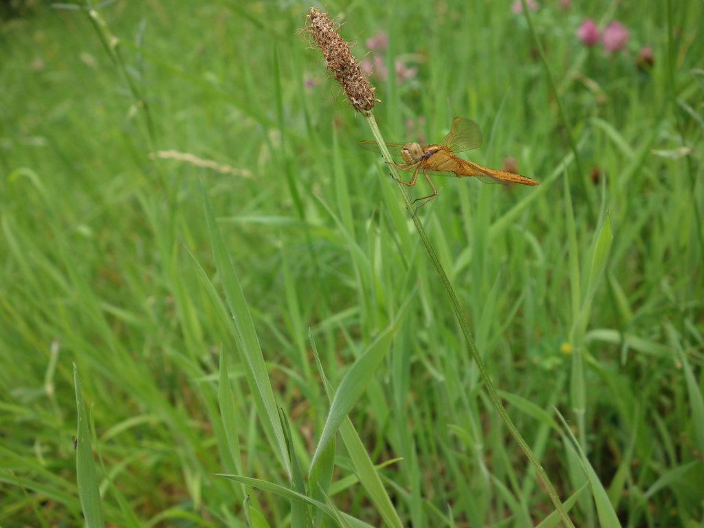 [Crocothemis erytraea] Quel sexe pour cet immature ? Dsc07529