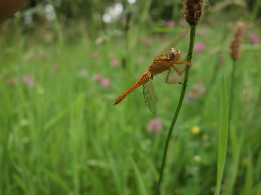 [Crocothemis erytraea] Quel sexe pour cet immature ? Dsc07531