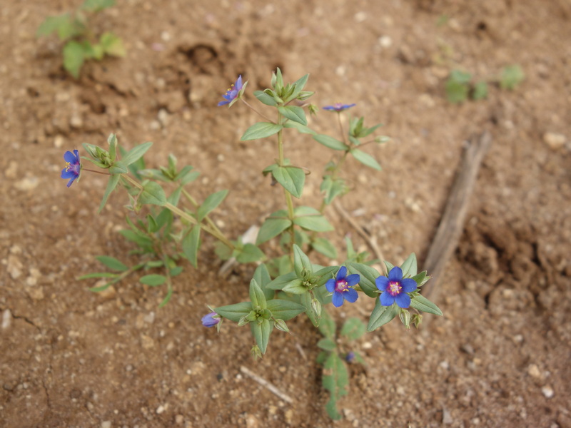Mouron bleu Dsc09210