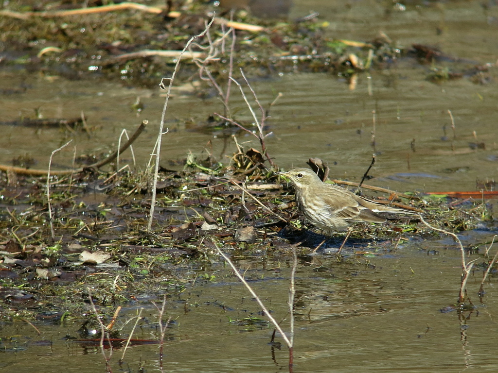 Pipit spioncelle ? Img_6010