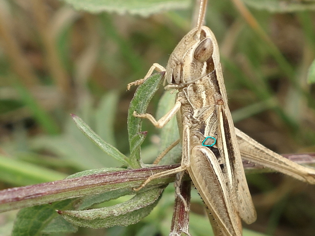 chortippus albomarginatus ??? [Euchorthippus elegantulus] Tympan10