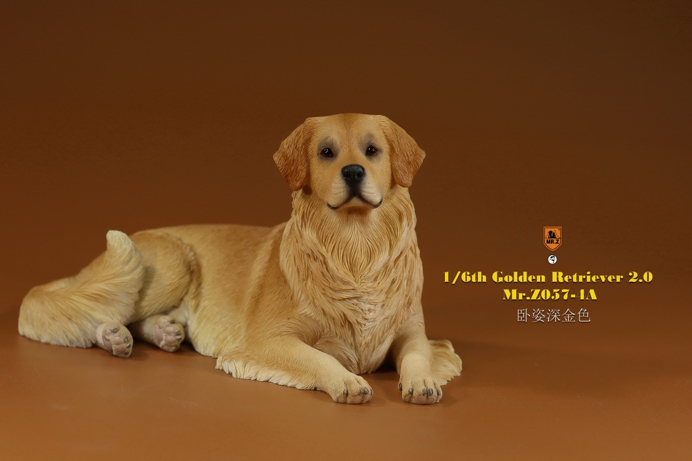 Mr - NEW PRODUCT: MR. Z: 1/6 The 57th round-Golden Retriever 2.0 version 08541610
