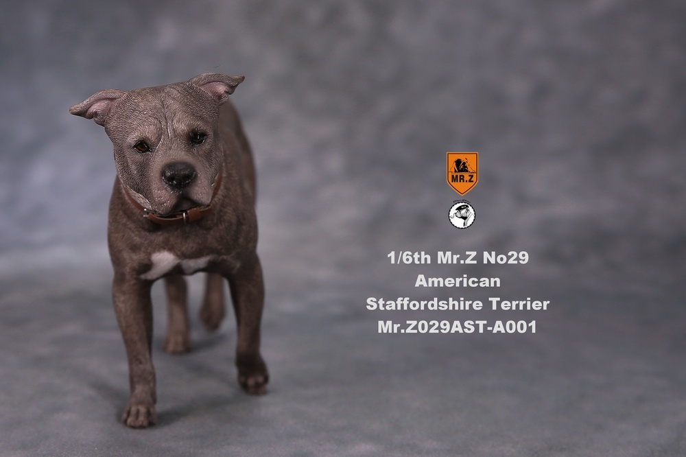 Dog - NEW PRODUCT: Mr.Z 1/6 Scale American Staffordshire Terrier (2 Heads, 3 versions) UPDATED 11133012