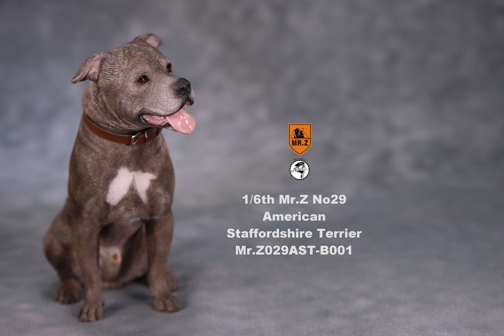Dog - NEW PRODUCT: Mr.Z 1/6 Scale American Staffordshire Terrier (2 Heads, 3 versions) UPDATED 11133112