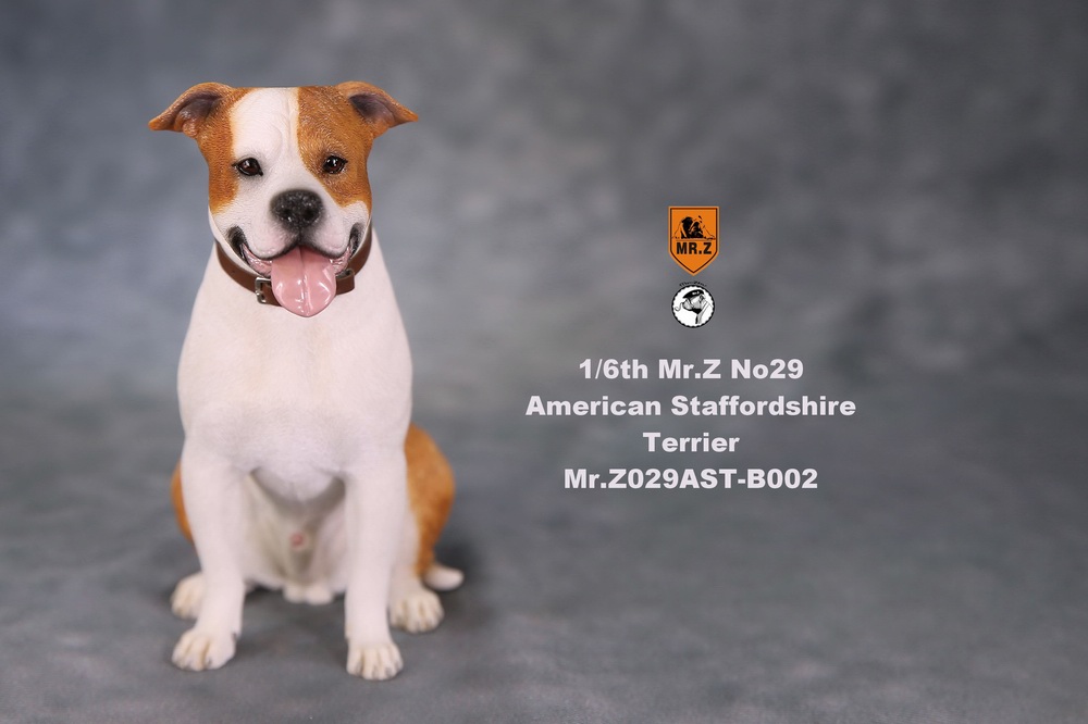 Dog - NEW PRODUCT: Mr.Z 1/6 Scale American Staffordshire Terrier (2 Heads, 3 versions) UPDATED 11142510