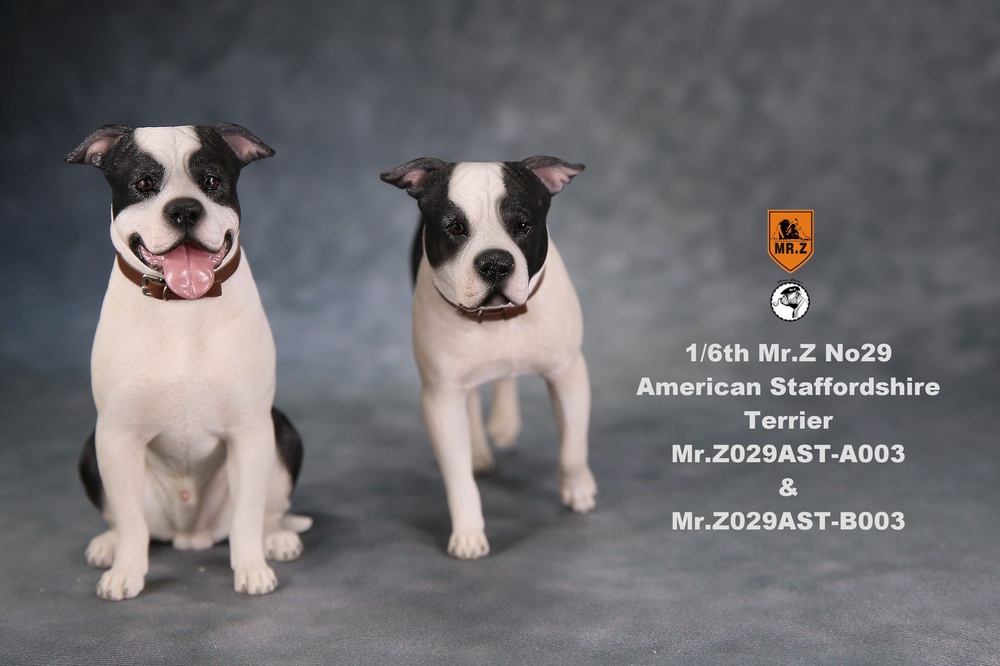 Dog - NEW PRODUCT: Mr.Z 1/6 Scale American Staffordshire Terrier (2 Heads, 3 versions) UPDATED 11152610