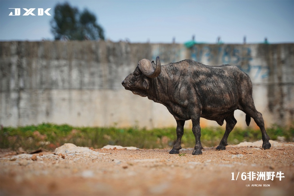 AfricanBison - NEW PRODUCT: JXK Studio: 1/6 African Bison (water buffalo) JXK160 15084813