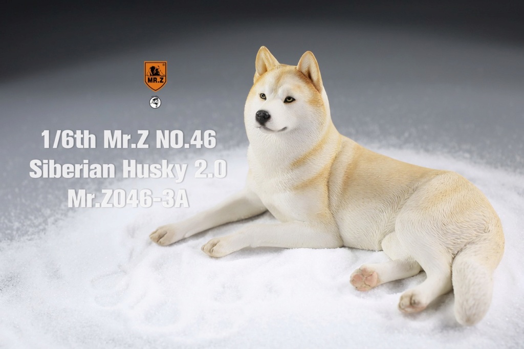 NEW PRODUCT: Mr.Z: 1/6 simulation animal model 46th-Siberian Husky version 2.0 all 8 colors 22355610