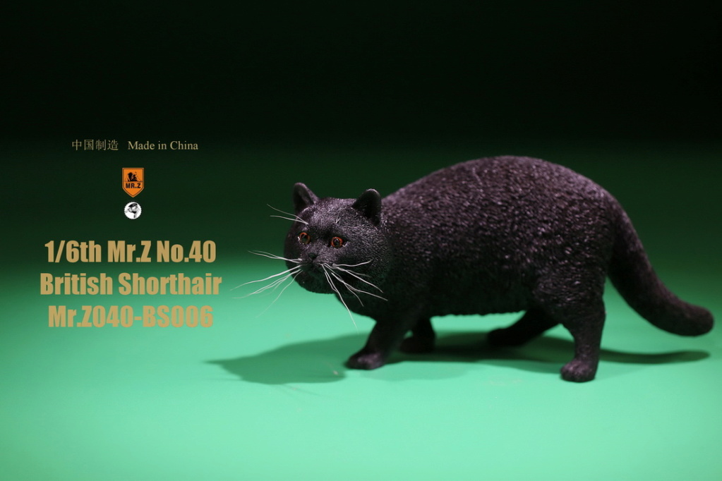 Accessory - NEW PRODUCT: MR. Z: 1/6 Simulation Animals 39th - British Shorthair [Planting Edition] - Full set of 6 colors 23581811