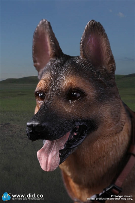 Dog - NEW PRODUCT: DiD: 1/6 scale German Shepherd Dog (DID-AS003) Did-as13