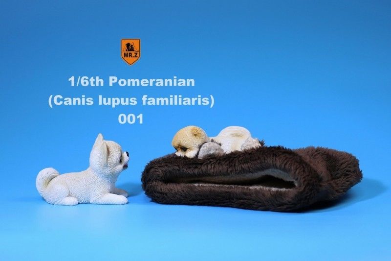 Pomeranian - NEW PRODUCT: MR.Z MRZ020-001-002 1/6 Scale Pomeranian Dog Pet Animal Figure S-l16072