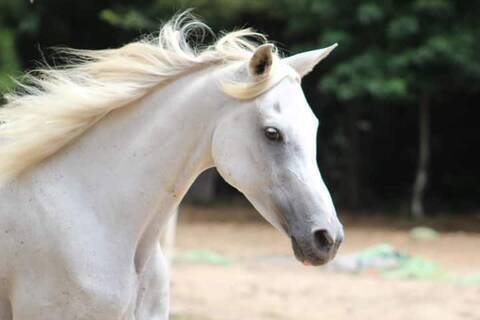 NEW PRODUCT: Mr. Z: 1/6 Imitation Animal No. 51-Arabian NEW PRODUCT: Mr. Z: 1/6 Imitation Animal No. 51-Arabian