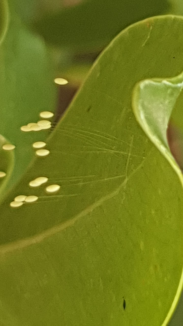 Ficus un poco rarito 2019-511