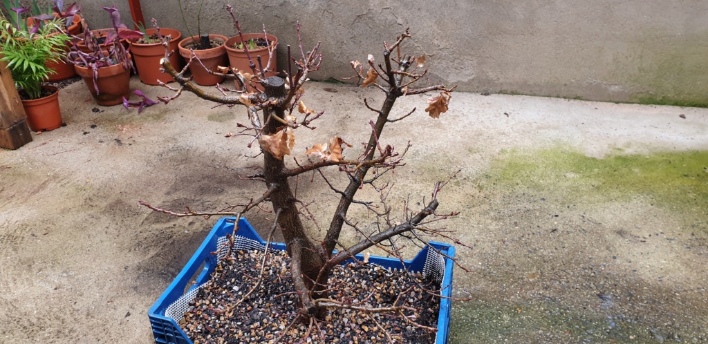 Roble Yamadori 20200212