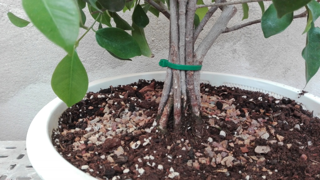 FUSION FICUS Ficus_10