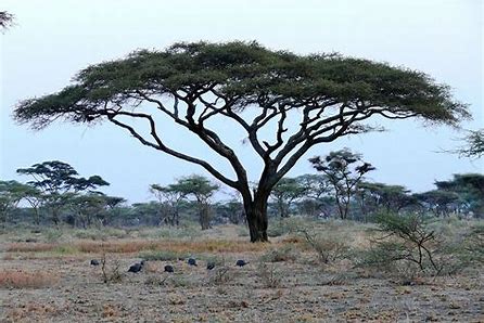 Acacia estilo mopani Oiprce10