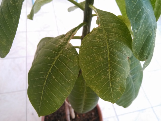 Taches sur les feuilles d'un frangipanier Img_0311
