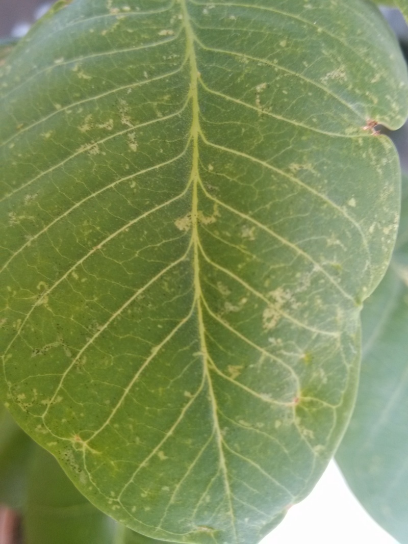 Taches sur les feuilles d'un frangipanier Img_2913