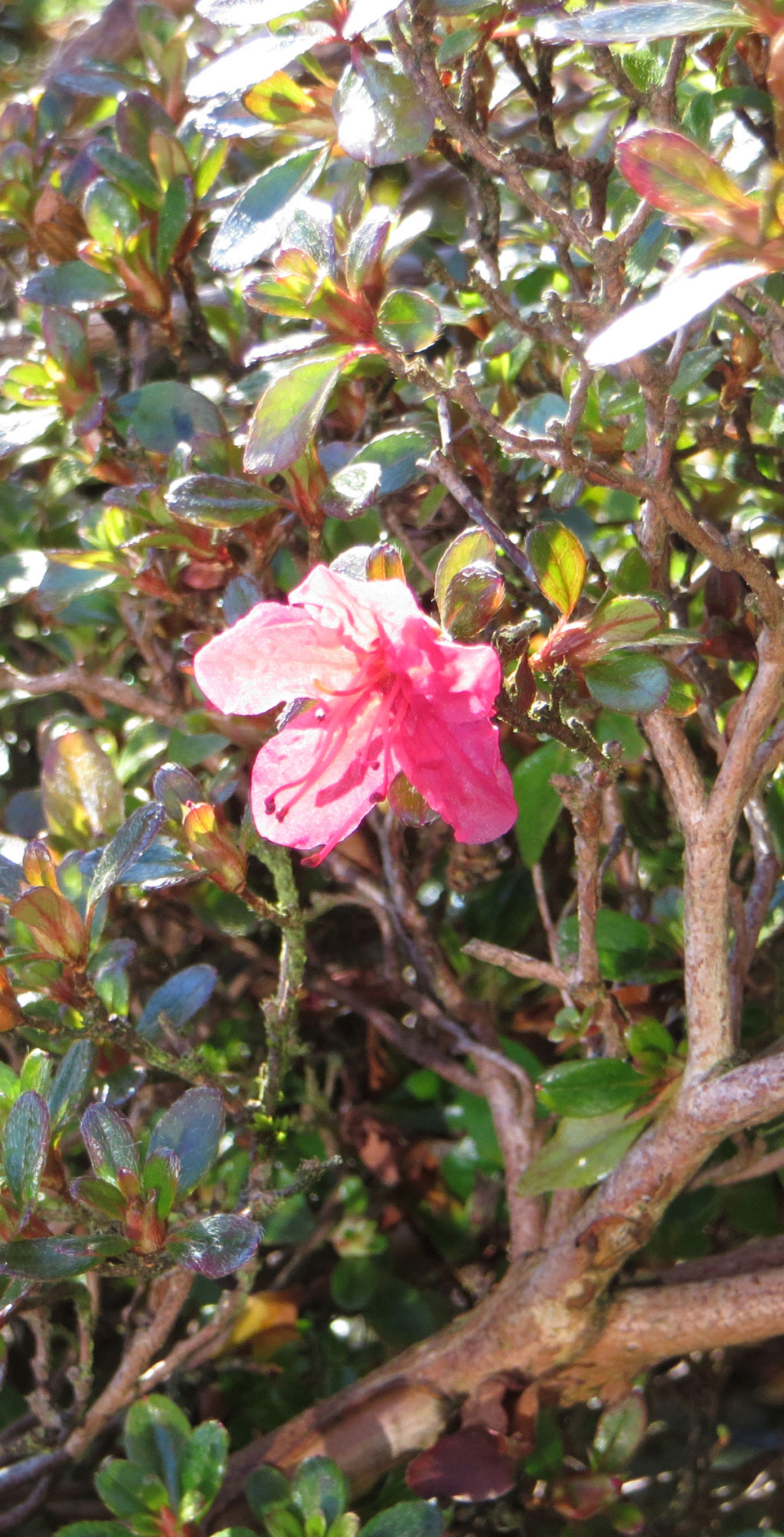 Erste Frühlingsboten im Garten und in Wald und Flur - Seite 80 Azalee11