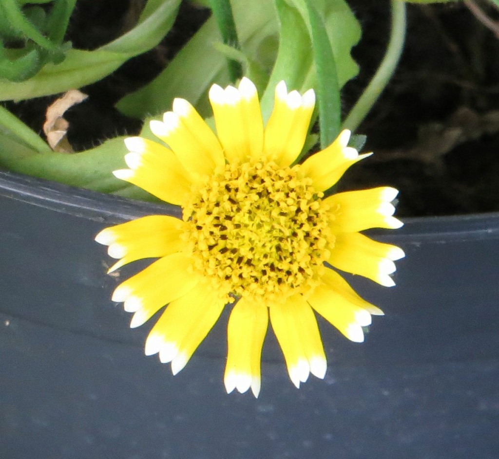 Korbblütler (Asteraceae) Weizsp10