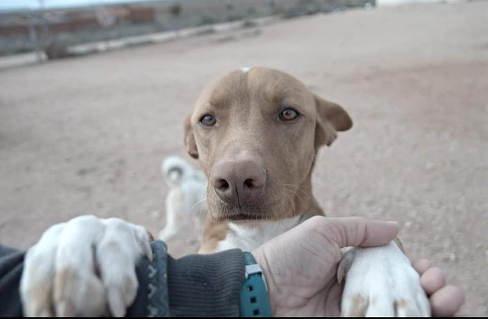 TOBBY - X PODENCO - ES (EV) ✓ 32584510