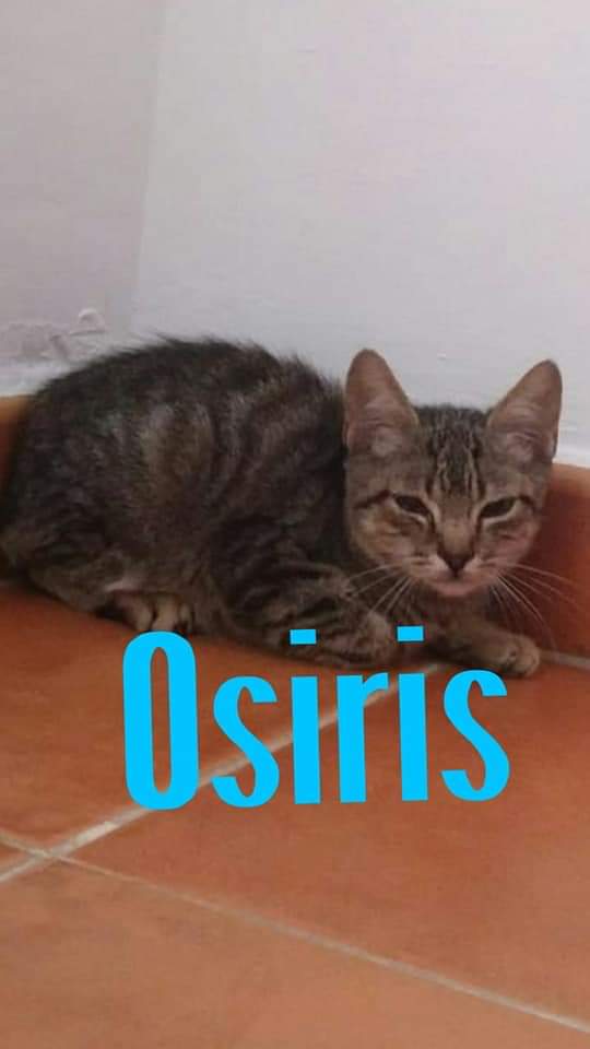 OSIRIS - TIGRE - ES (MN)  Fb_im669