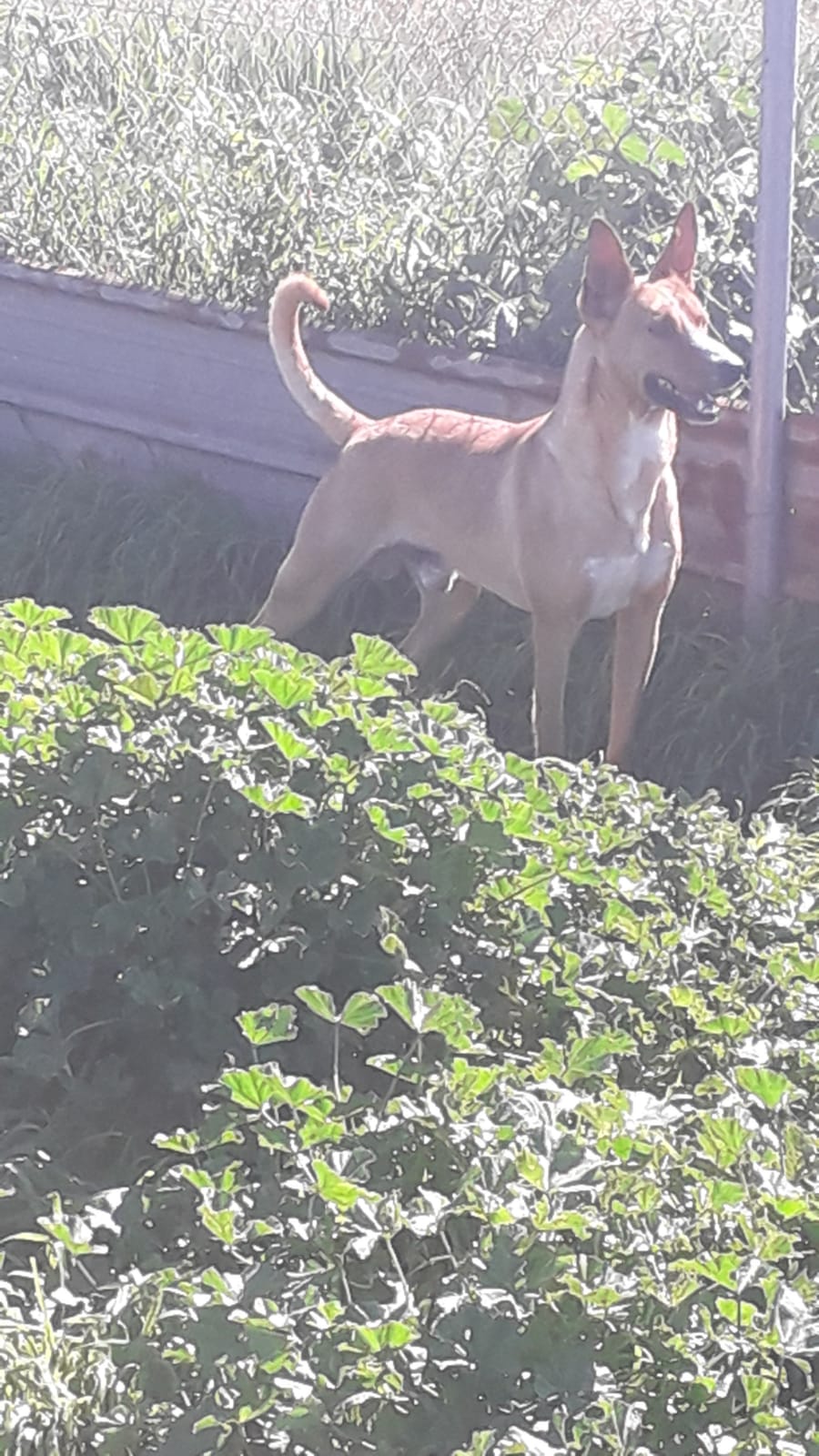 ARAGON - CROISE PODENCO - ES (DA) Img-1529