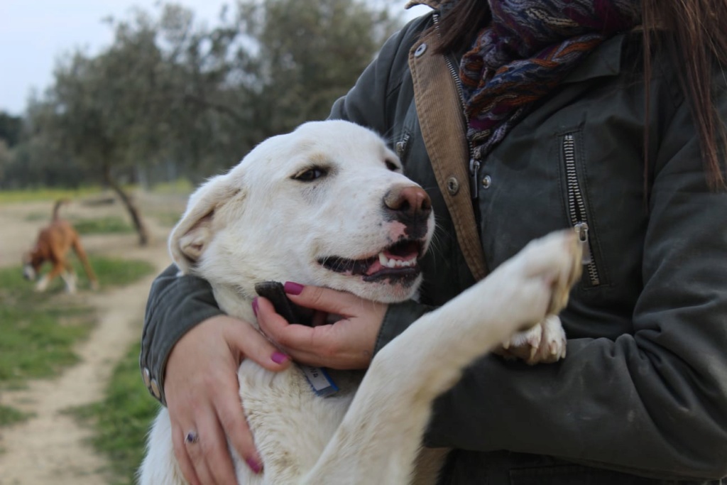 WANDA - CROISEE GOLDEN RETRIEVER - ES (DB)  Img-2449