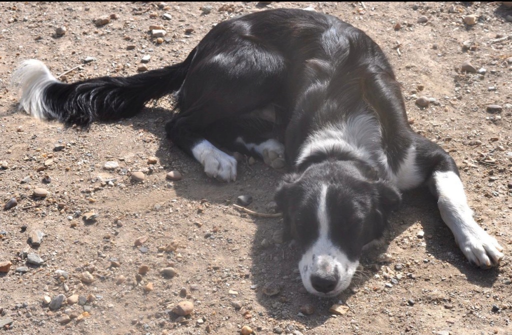 HAPPY - CROISE BORDER COLLIE - EN FA PRES DE LYON Img-3495