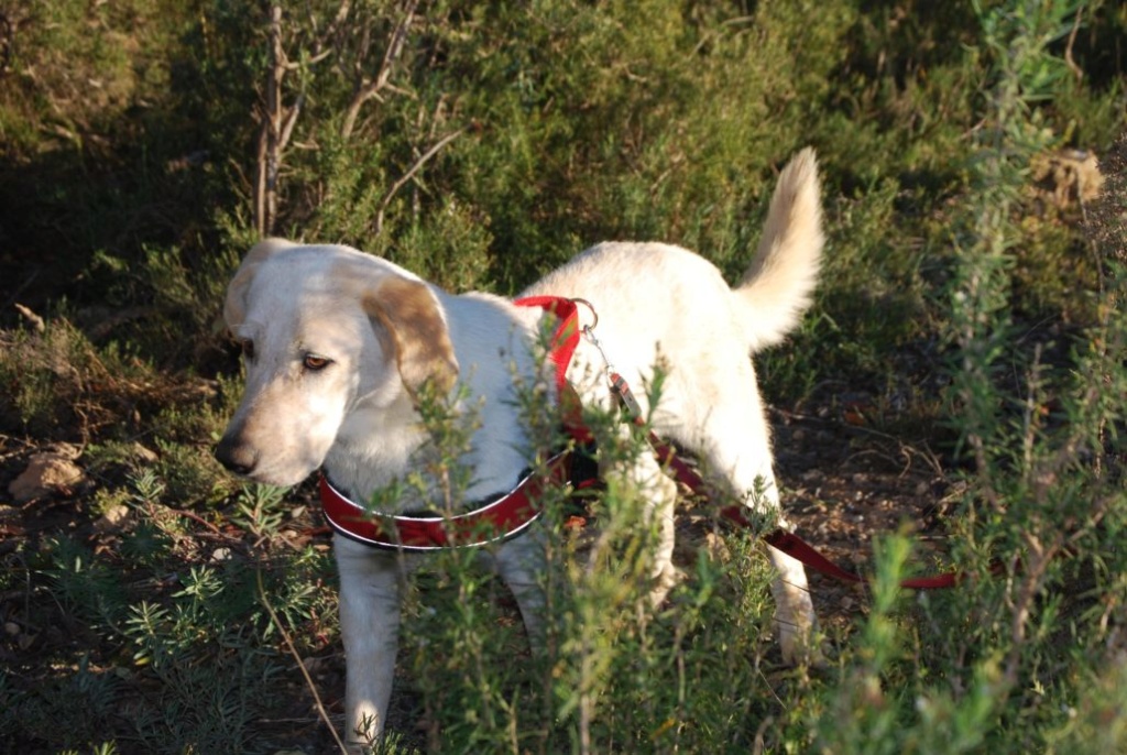 PELAYO - LABRADOR - ES (RB) Pelayo14