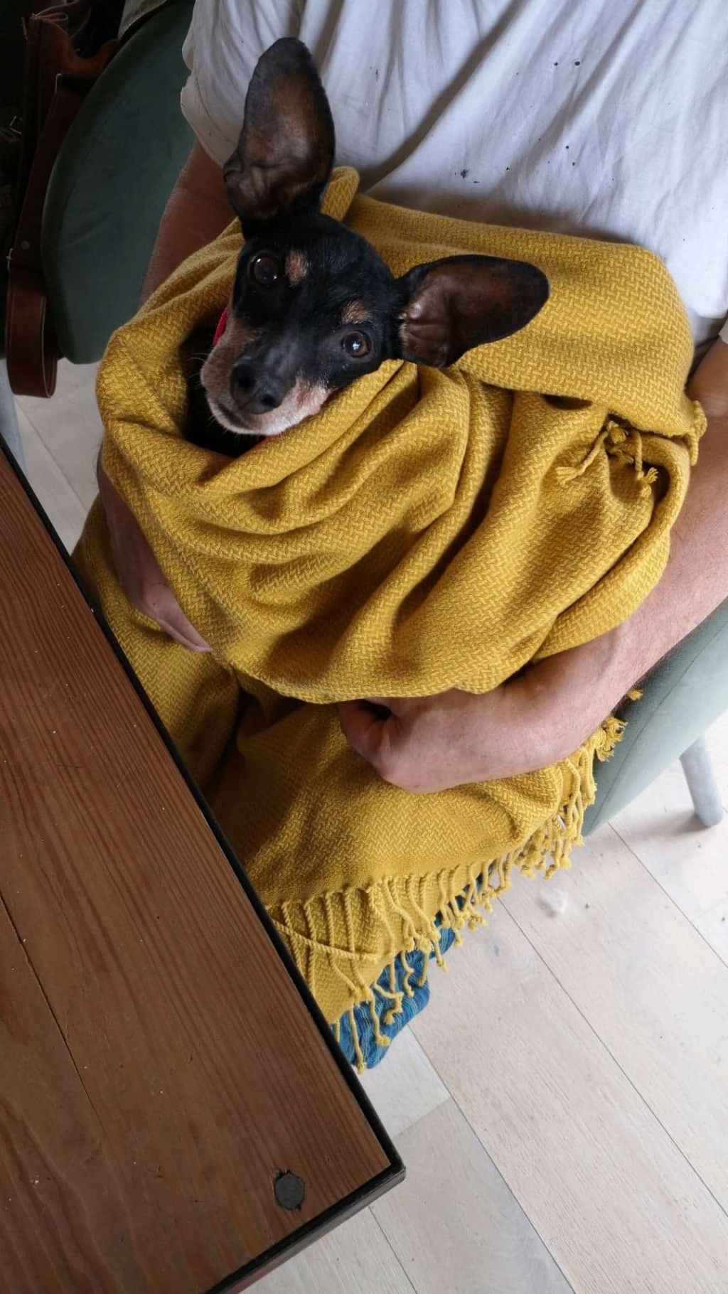 SWEETY - PINSCHER -ES (SY) Recei373