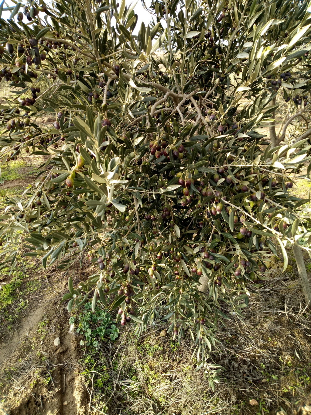 Olivos atípicos en el Norte de Portugal Img_2013