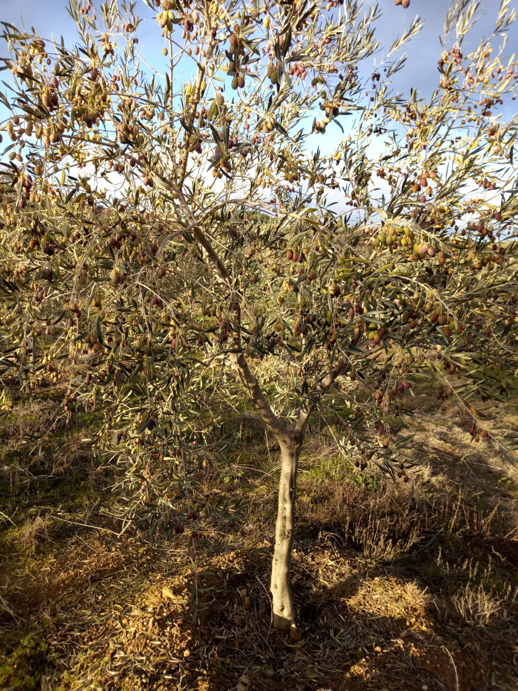 Olivos atípicos en el Norte de Portugal Img_2014