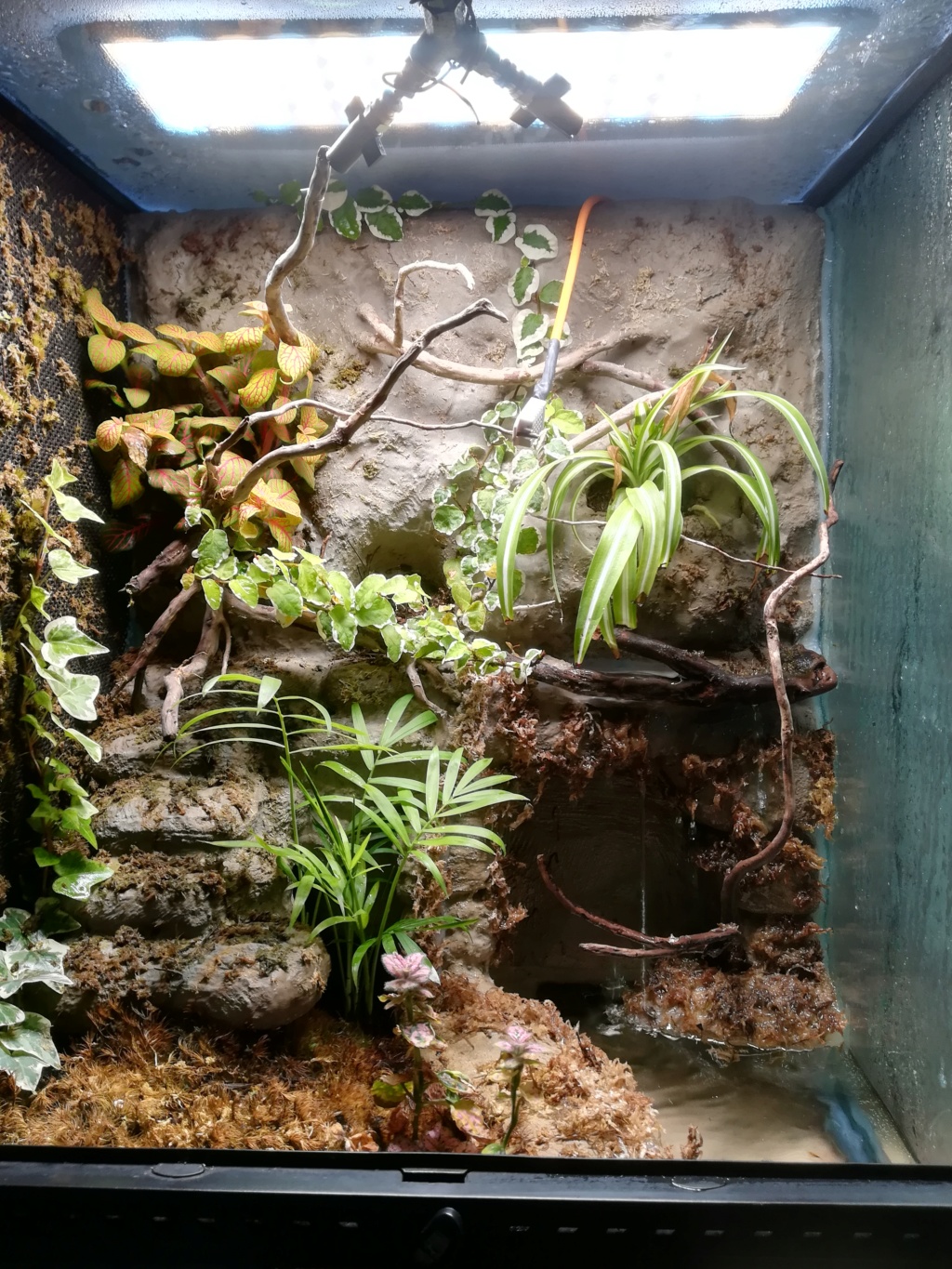 Paludarium tropical 45x45x60 Img_2014