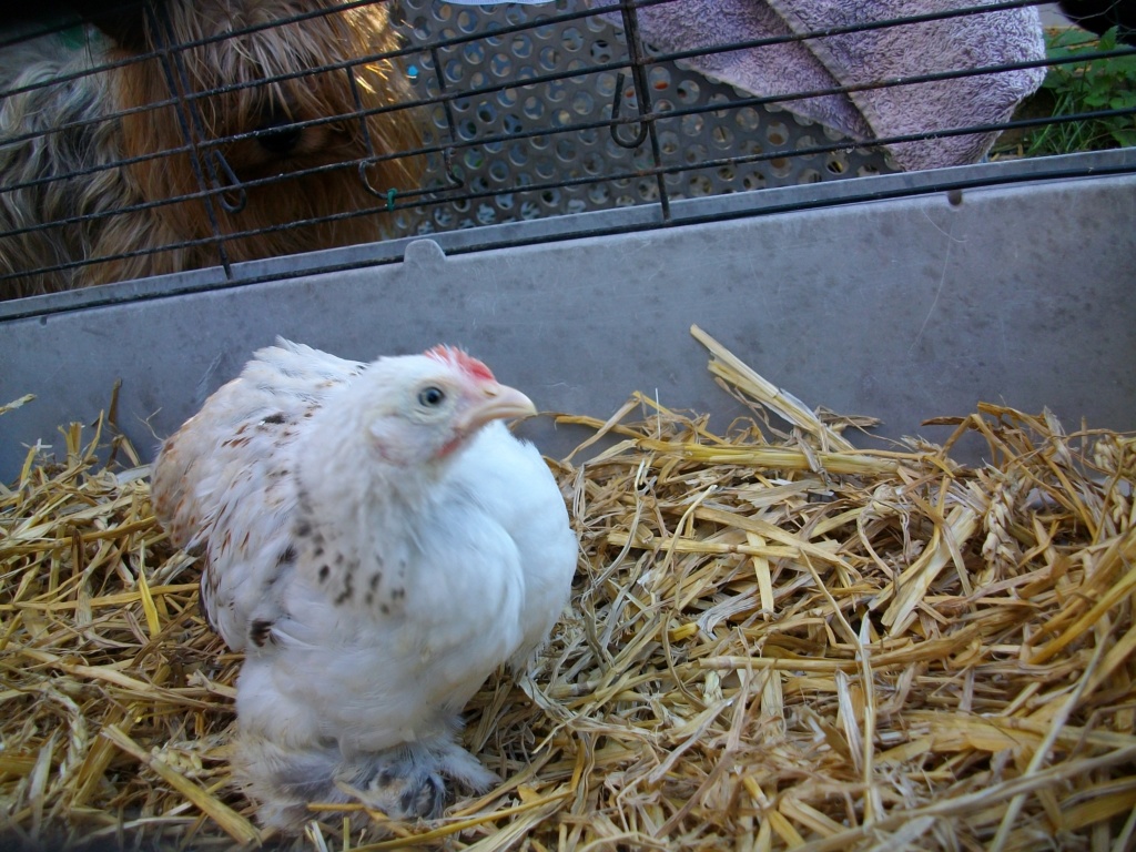 J'ai craqué sur cette boule de plumes ! Imgp2227