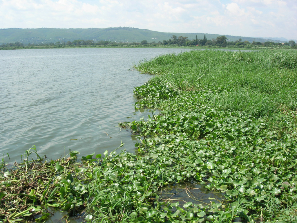 نبات ياقوتية الماء Hyacin10