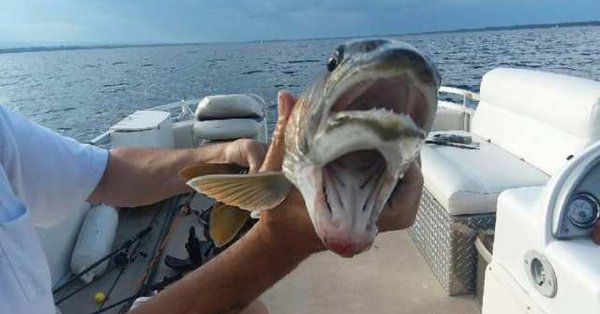 اصطياد سمكة غريبة لها فمين . صورة Jtrqnh10