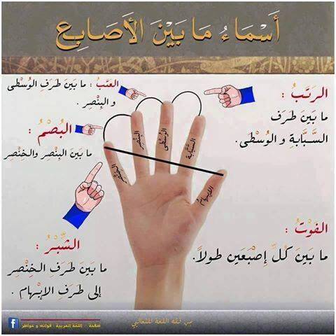 أسماء أصابع اليد Tattoo Quotes Arabic Language Arabic Resources