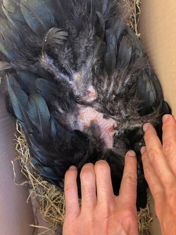 Qui A Abime Mes Poules Qui A Abime Mes Poules
