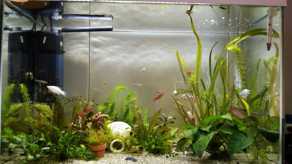 Algues, bac de 100 L Vue_en10