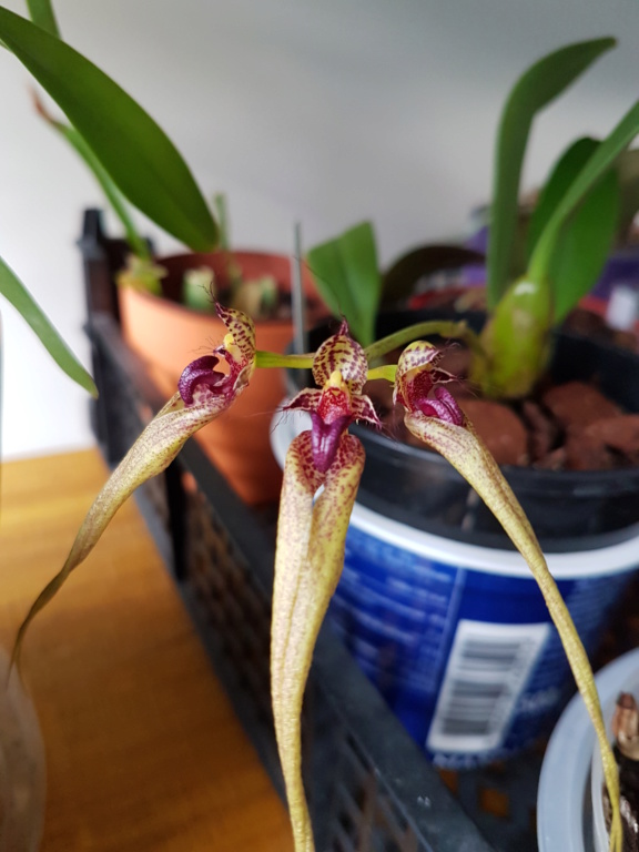 Bulbophyllum ornatissimum 20200210