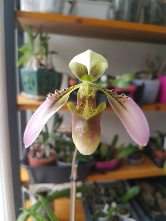 Paphiopedilum appletionanum 20200211