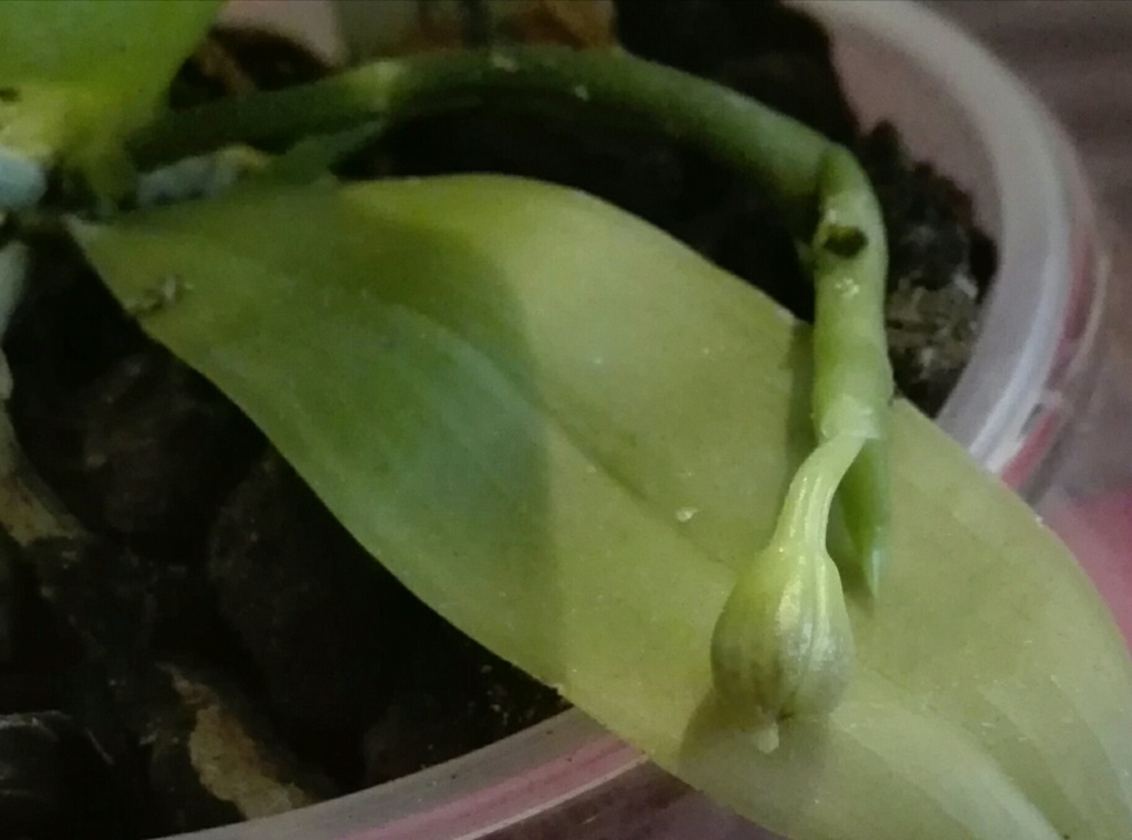 Phalaenopsis javanica - Seite 2 Img_2013