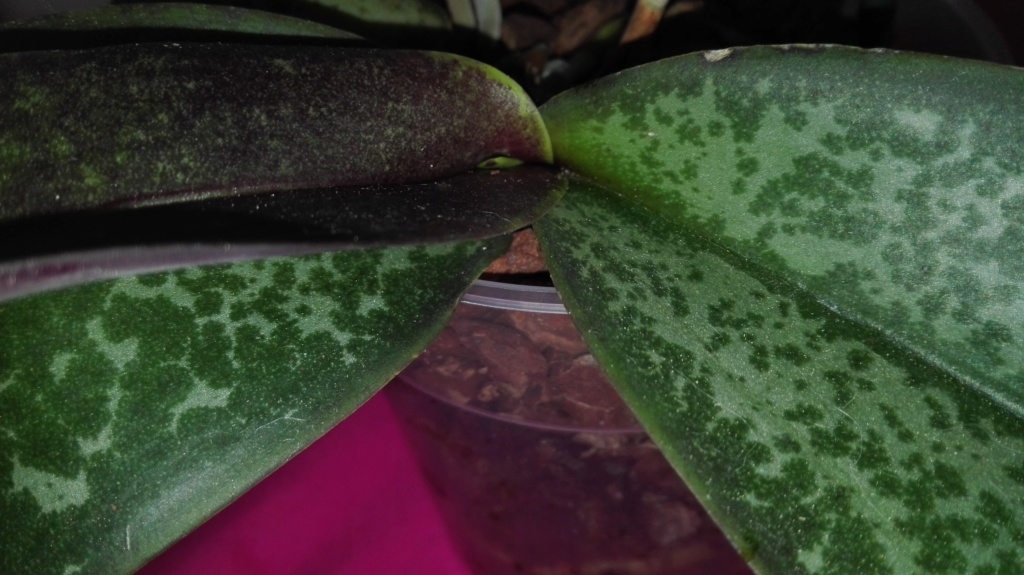 Phalaenopsis stuartiana - Seite 5 Img_2028