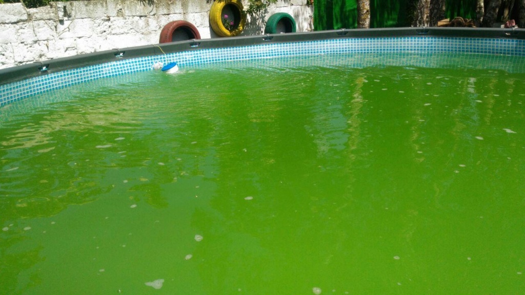 eau verte piscine Photo_10