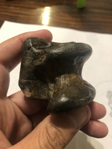 Ayuda para identificar este fosil 4a870510
