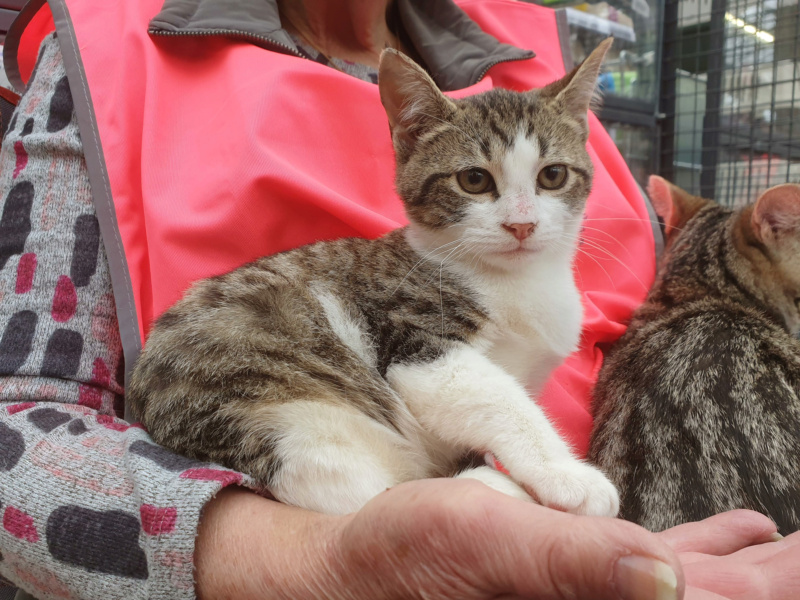 Week-ends Adoptions Solidaires chez Truffaut Herblay en 2021 Abou_a11