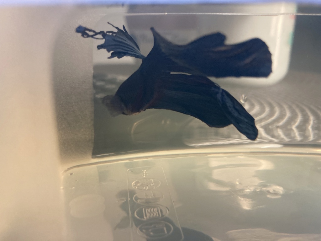 Betta splendens chez nanou  Cf1e5310