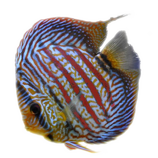 CATALANA DISCUS